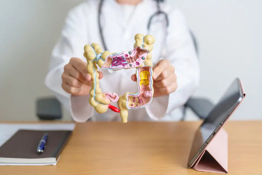 Le médecin montre un modèle de l'intestin humain.