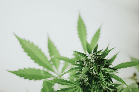 QU'EST-CE QUE LE CBC (CANNABICHROMENE) ?