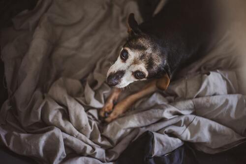 Un chien est couché sur un lit gris.