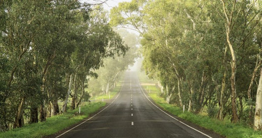 route de campagne bordée d'arbres
