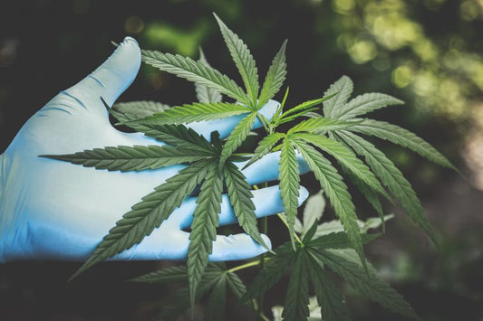 feuille de cannabis