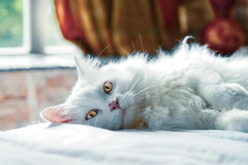 Un chat blanc est couché sur un lit blanc.