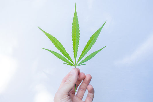 feuille de chanvre tenue en l'air au bout des doigts