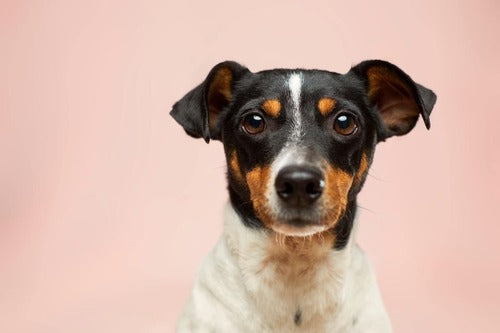 Un chien est assis sur un fond rose.