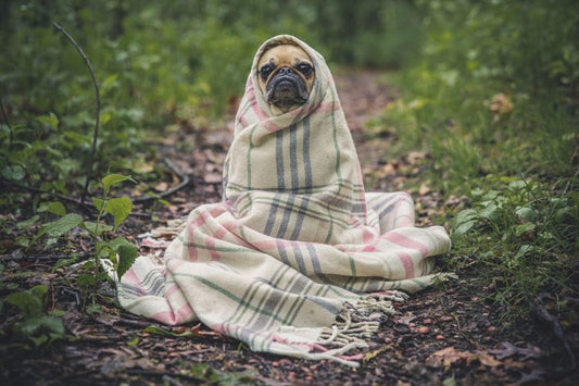 chien enroulé dans une couverture