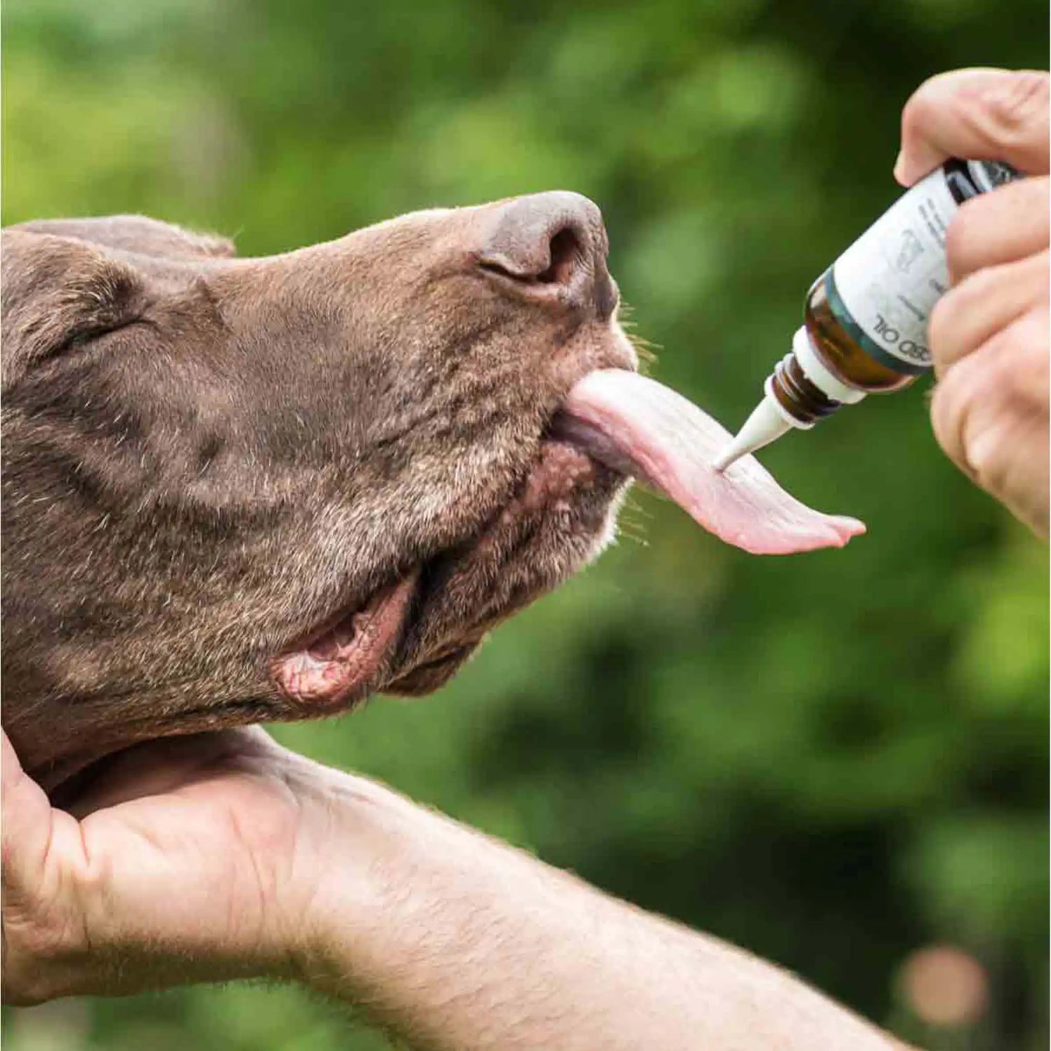 un chien brun lèche le flacon de CBD