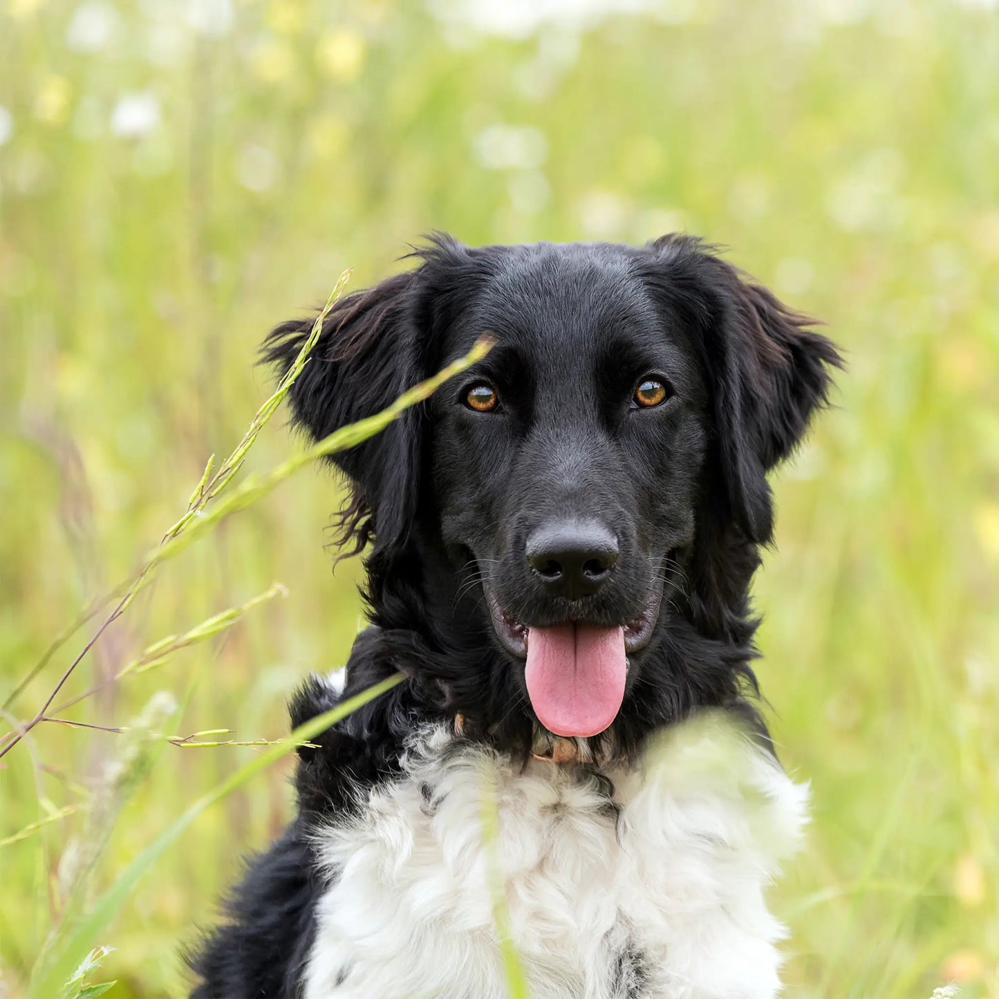 Huile de CBD pour Chien - Bœuf (2,5%)
