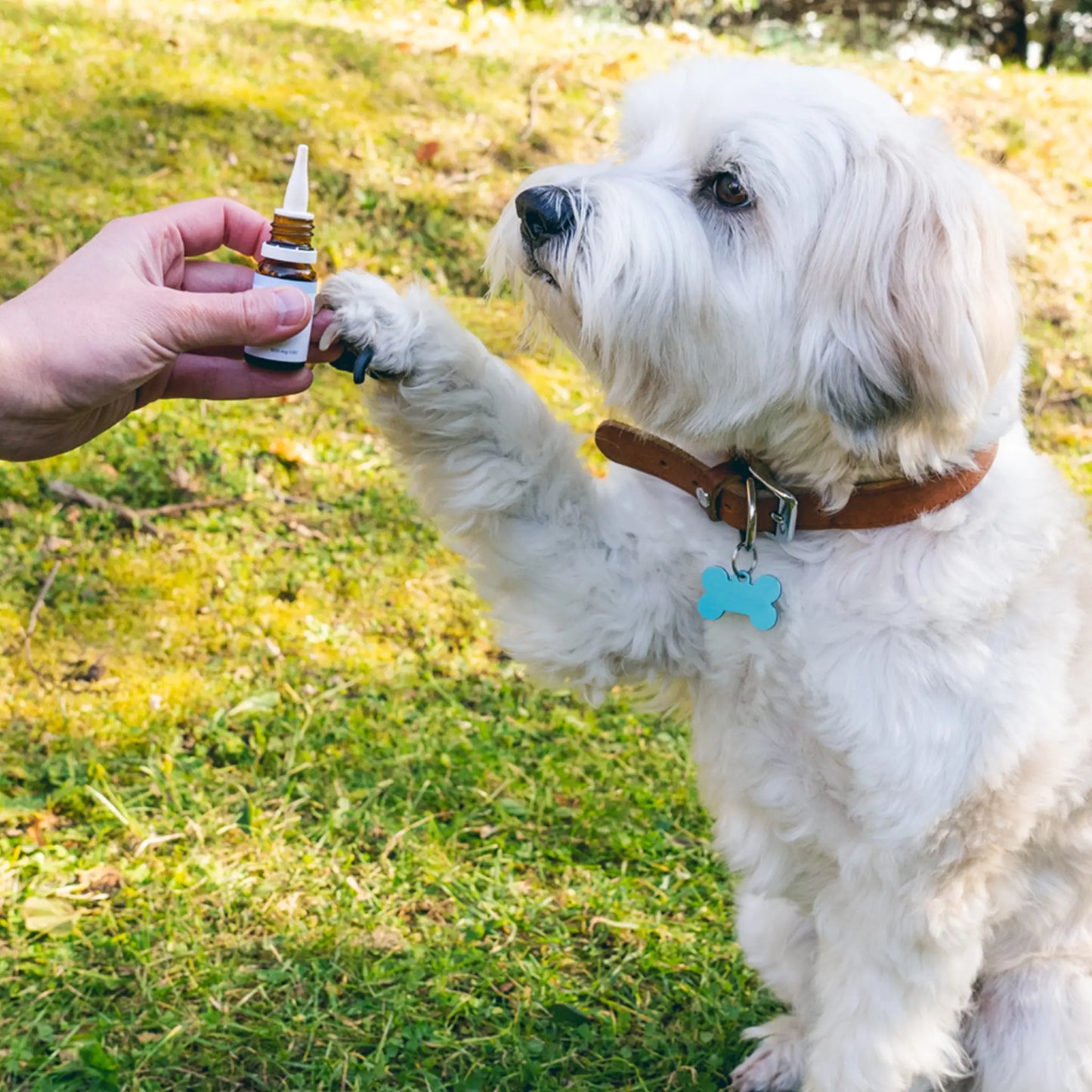 Huile de CBD pour Chien - Bœuf (2,5%)