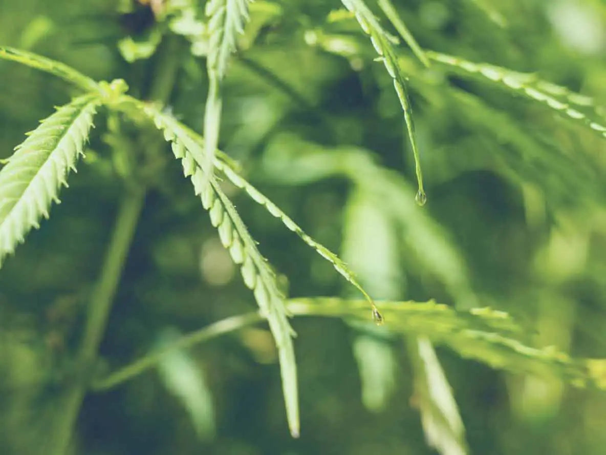 photo représentant une plante de cannabis 