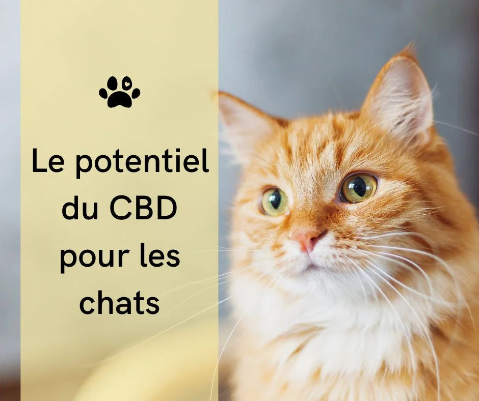 Les effets secondaires du CBD chez les chats : Ce que les propriétaires de chats doivent savoir