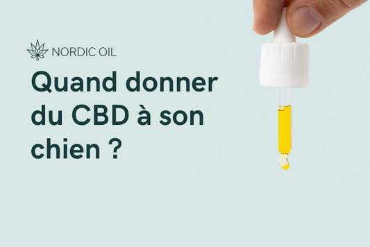 Quand donner du CBD à son chien ?