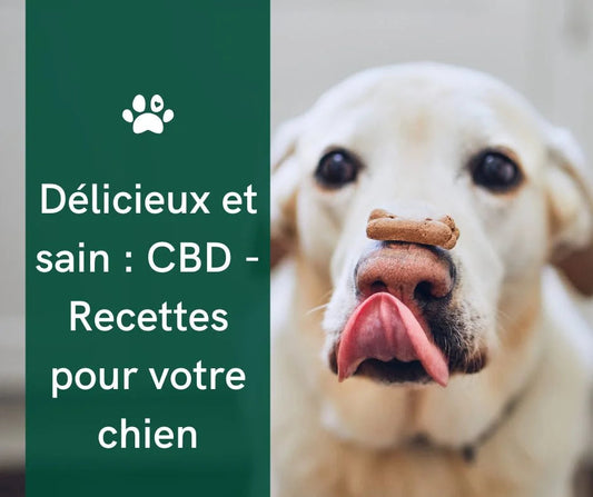 Bouchées de riz brun-CBD pour chiens : Léger et délicieux