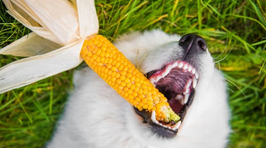 Un chien blanc est couché sur le dos dans l'herbe avec un épi de maïs dans le chien.