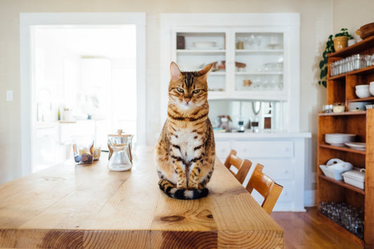 Chat assis sur la table