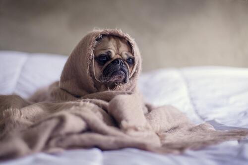 Un chien est assis sur un lit, enveloppé dans une couverture.