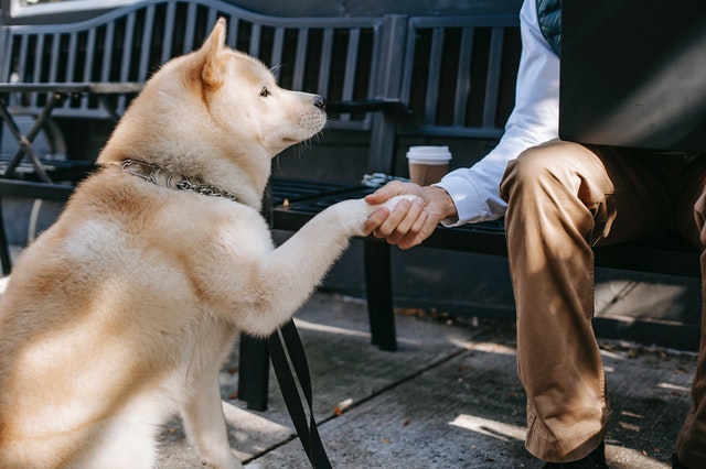 Un chien blond serre la main d'un homme assis sur un banc.