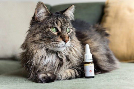 CBD pour chats