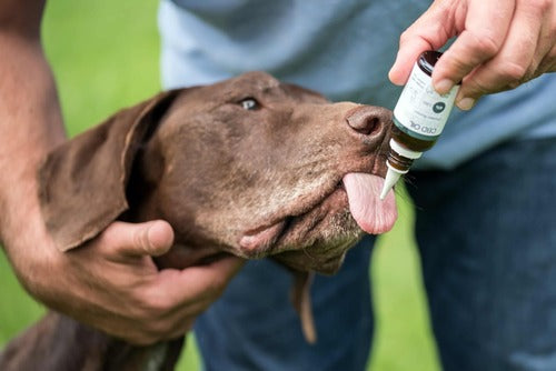 Un chien reçoit du CBD pour chiens en gouttes sur la langue.
