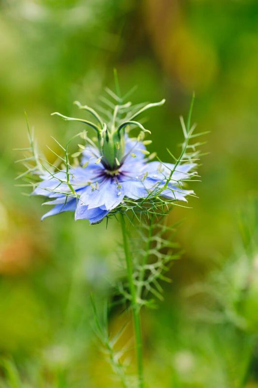 NIGELLA SATIVA