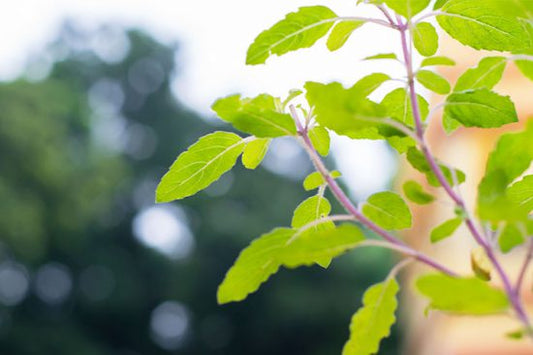 basilic sacré tulsi