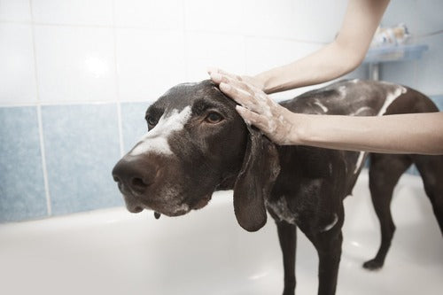 Un chien noir est lavé dans la baignoire.
