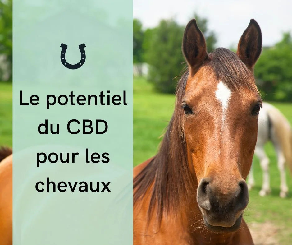 Utilisation de l'huile de CBD chez les chevaux : Dosage, avantages et conseils