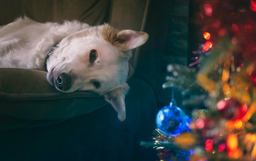 Un chien est allongé sur un canapé, à côté d'un sapin de Noël.