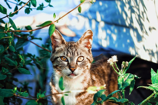 Un chat se tient derrière des plantes et regarde la caméra.