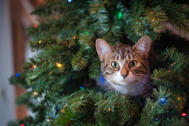 Un chat est assis dans un arbre de Noël.