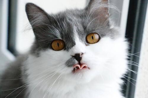 Un chat se lèche les babines en regardant la caméra.