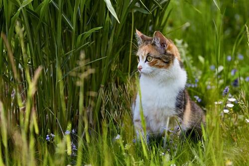 Un chat est assis dans les hautes herbes.