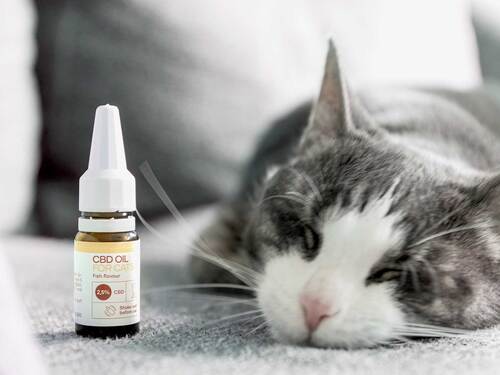 Un chat est couché à côté d'une bouteille d'huile CBD pour chats.