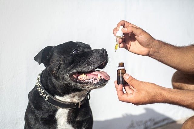 Un chien noir est nourri avec de l'huile CBD pour chiens.