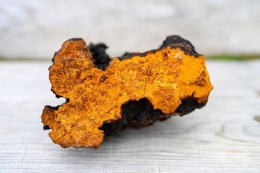 Champignon Chaga : Merveille naturelle pour la santé et le bien-être