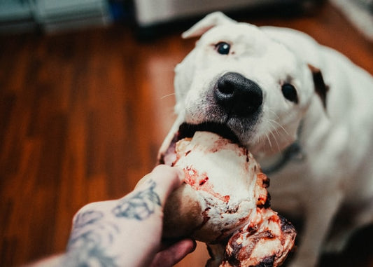 Un chien blanc reçoit de la nourriture.