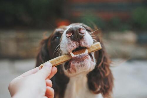 Un chien mord une friandise pour chien.