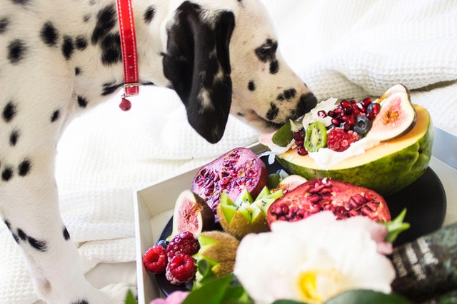 Un chien mange des fruits.