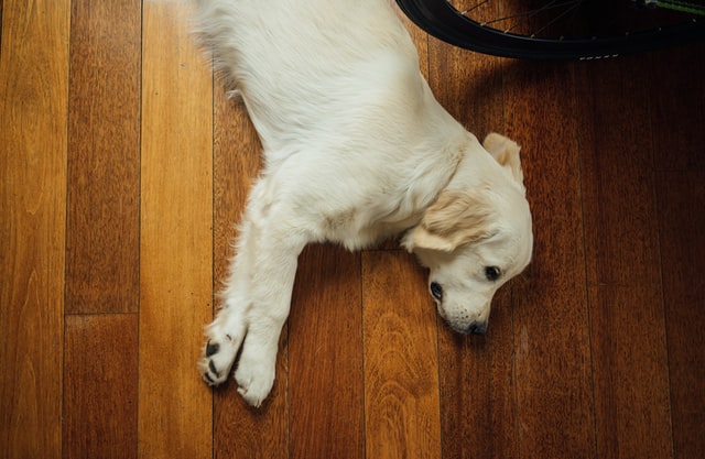 Un chien blond est couché sur le sol.