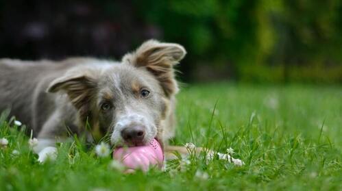Un chien est couché sur l'herbe et mord une balle rose.