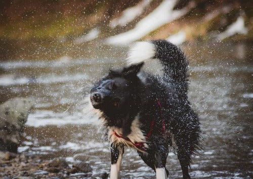 Un chien se secoue après être sorti d'une rivière.