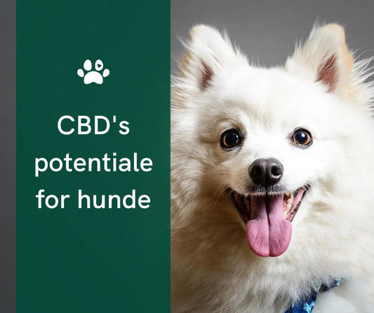 CBD pour chiens au Nouvel An : apaiser les quadrupèdes stressés