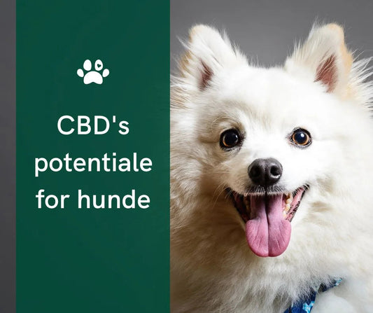 Le CBD est-il vraiment dangereux pour les chiens ? Un aperçu