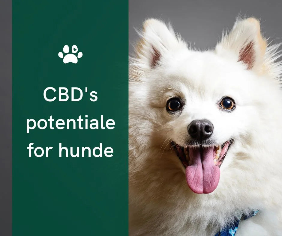 Du CBD pour les chiens qui restent seuls : Apaisement pour le quadrupède