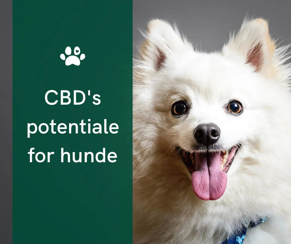 Huile de CBD pour le traitement de la diarrhée chez le chien : soulagement ou risque ?