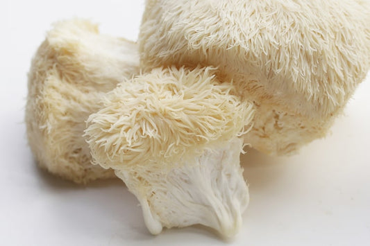 Crinière de Lion: Le champignon vital pour votre cerveau et vos nerfs