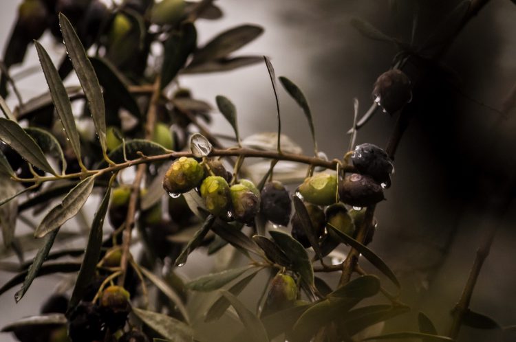 Huile de CBD & huile d'olive : le couple parfait