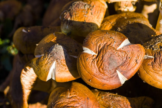 Champignons Shiitake : Bienfaits, Nutriments et Propriétés Curatives