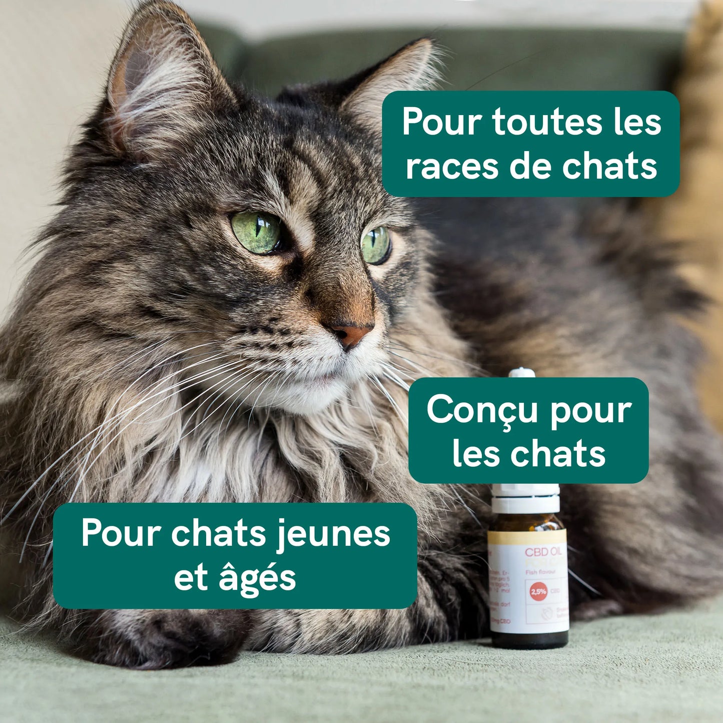 Huile de CBD pour Chat - Poisson (2,5%)