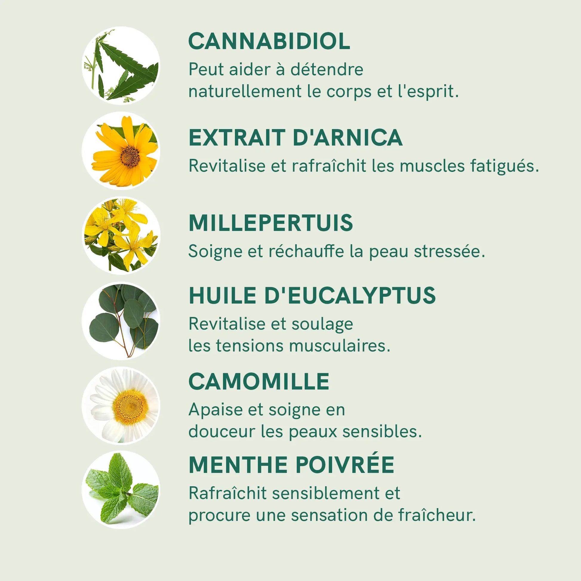 Infographie présentant les ingrédients végétaux de Nordic Oil : cannabidiol, extrait d’arnica, millepertuis, huile d’eucalyptus, camomille et menthe poivrée.
